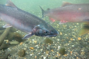 Coho salmon. Credit: mlharing/iStock.