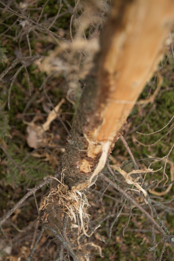 Rubs are a fantastic indicator that deer frequent the area. The larger the tree, the larger the buck will be.