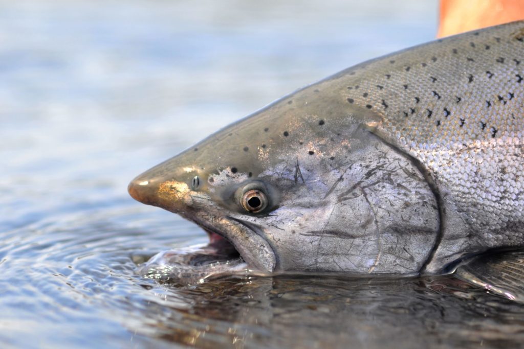 Chinook salmon.