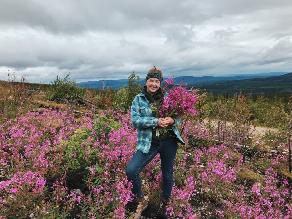 The author harvesting fireweed for tea and jelly in an old burn.