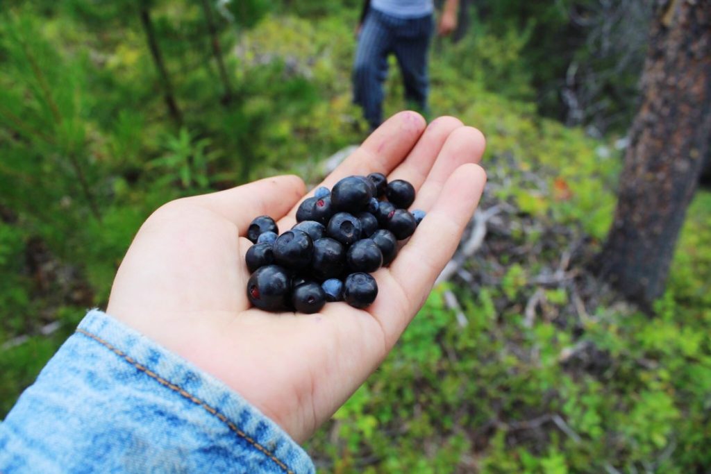 Using the least invasive method of harvesting (such as picking berries by hand), ensures that natural resources will be around for generations to come.