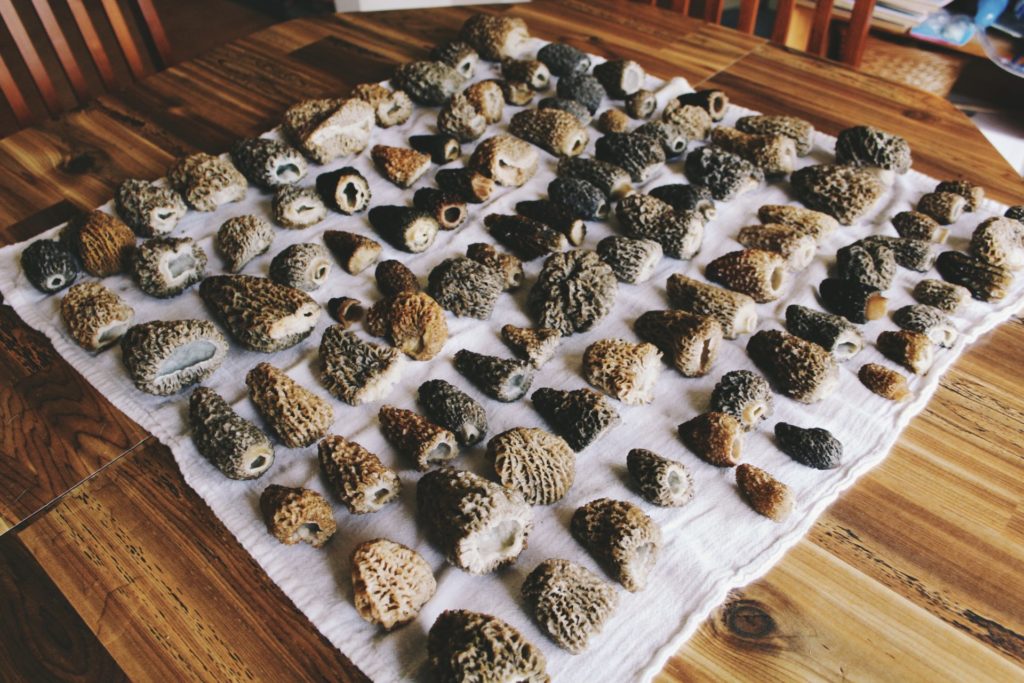 Foraging for morels can be a bit intimidating as a new hobby, but getting involved with a local foraging club can be a great way to learn how harvest mushrooms.