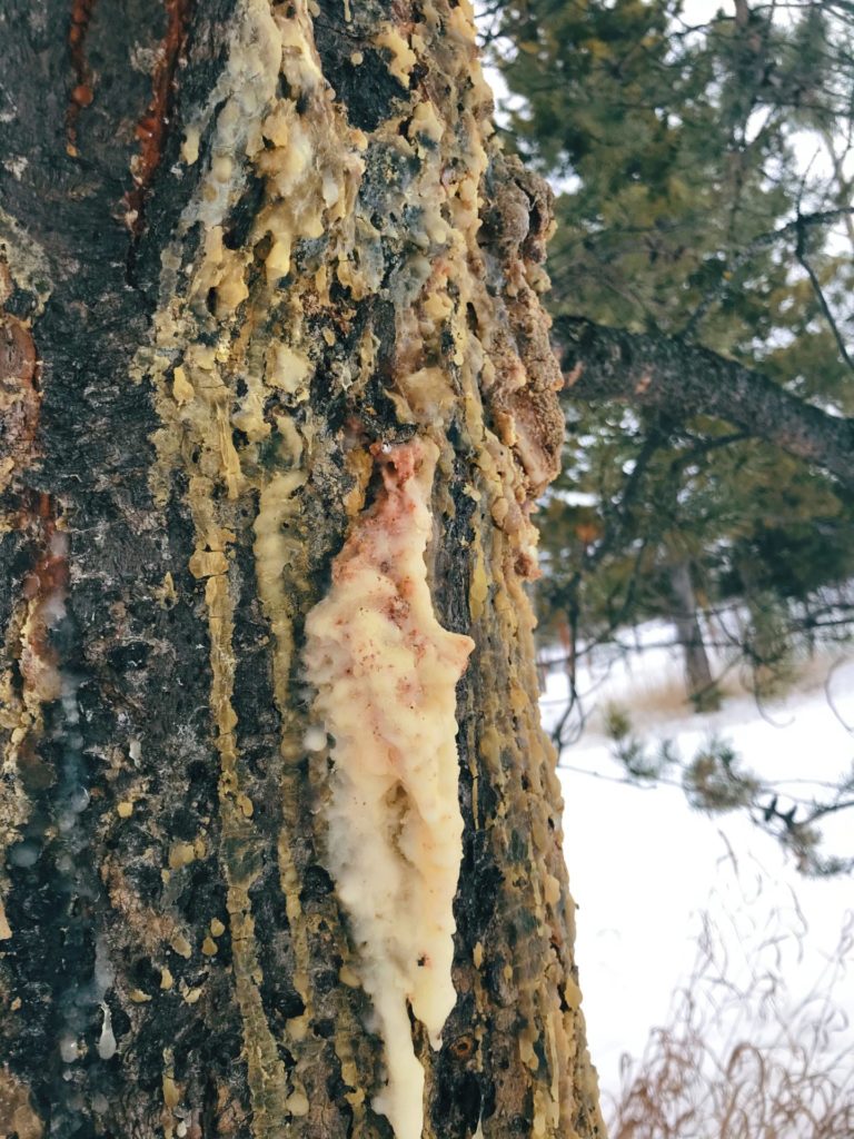 Pine resin is healing to the tree, so only take a small amount from each tree to limit your impact.