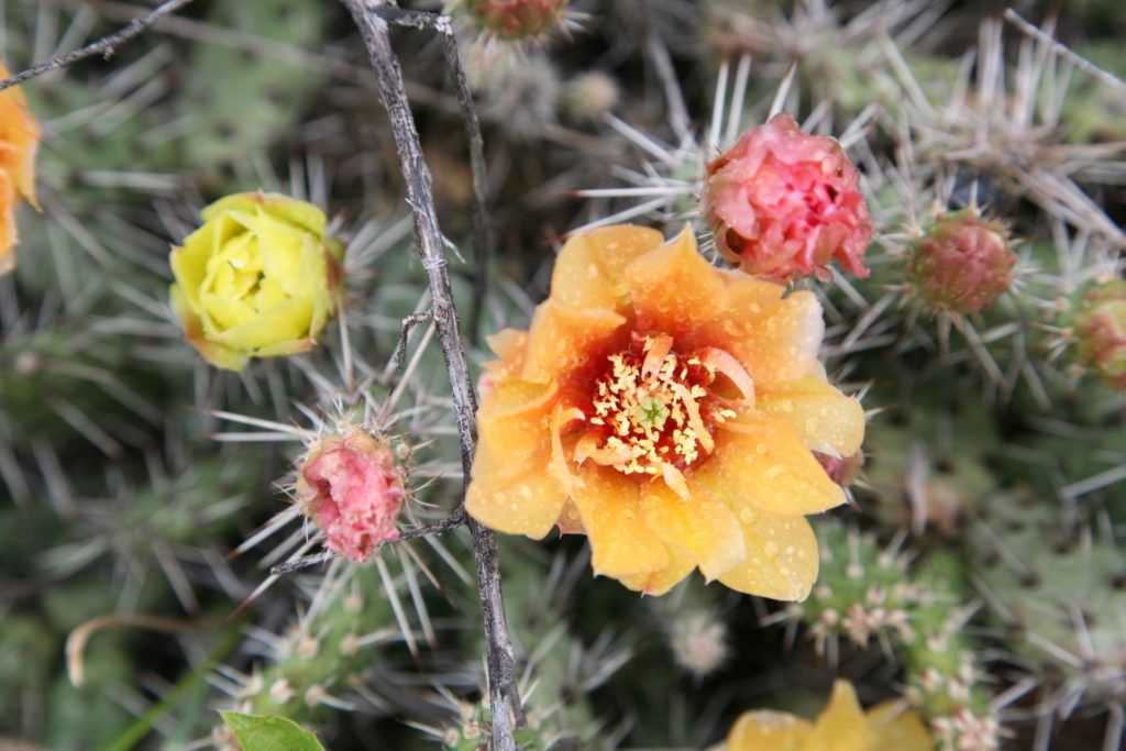 A prickly pear cactus showing off its petals near Ashcroft.