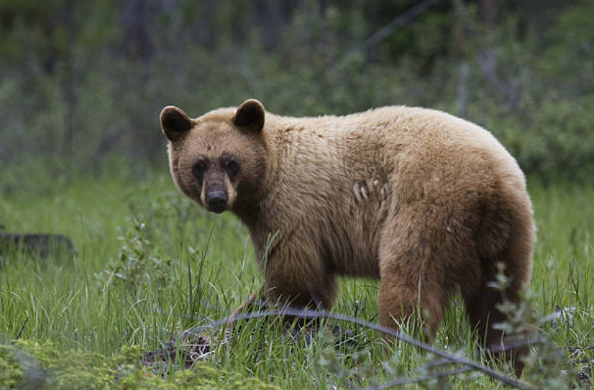 Some hunters may choose a unique, colour-phase bear over a large bear. When setting out on your hunting trip, decide what’s most important to you.