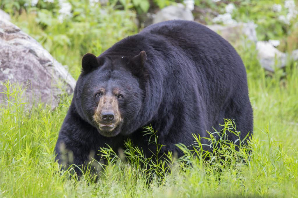 The key to field judging black bears is time and knowledge. As the old carpenter saying goes, measure twice and shoot once.