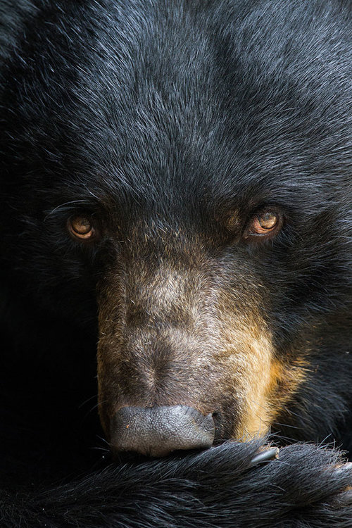 Black bear.