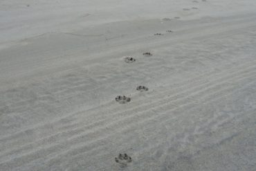 Coastal wolves are a distinct population found only along BC’s coast. Photo by iStock.