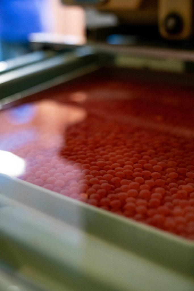 Live eggs sit in incubation trays, as water runs over them, simulating a freshwater river. Photo by Chase White.