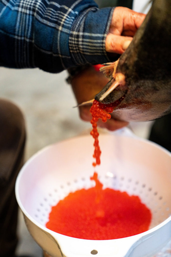 Harvesting eggs from a hatchery fish. The eggs will then be weighed, counted and sorted. Photo by Chase White.