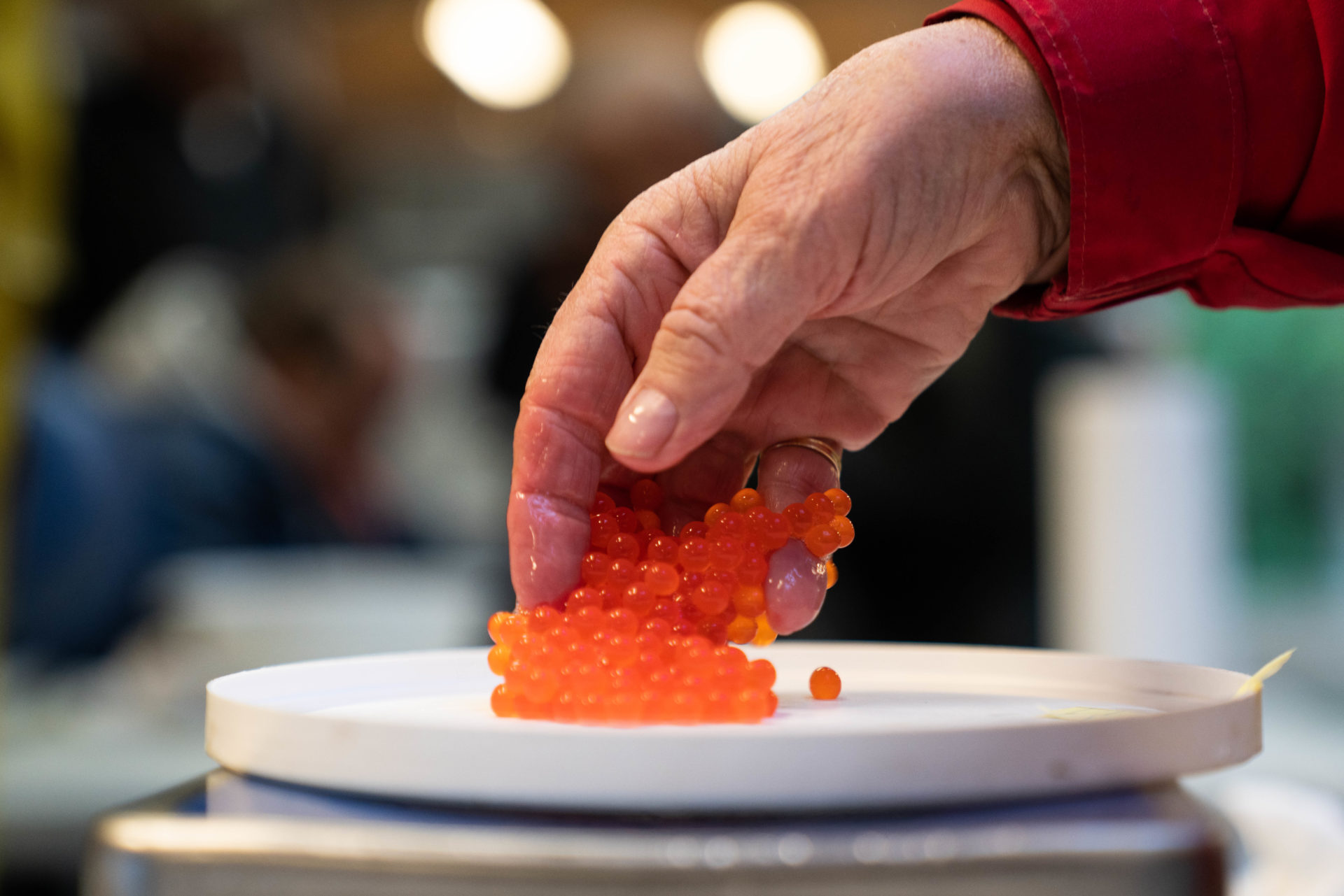 A volunteer weighs the eggs before they are sorted and fertilized. Photo by Chase White.