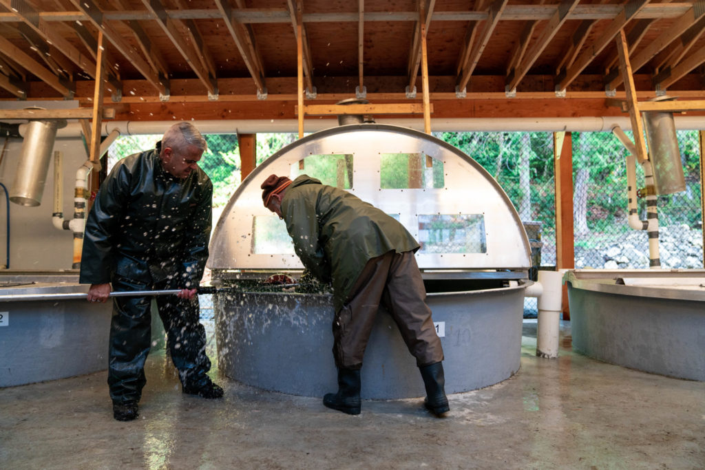 Two hatchery volunteers work together to capture a male hatchery fish to extract its milt for egg fertilization. Photo by Chase White.