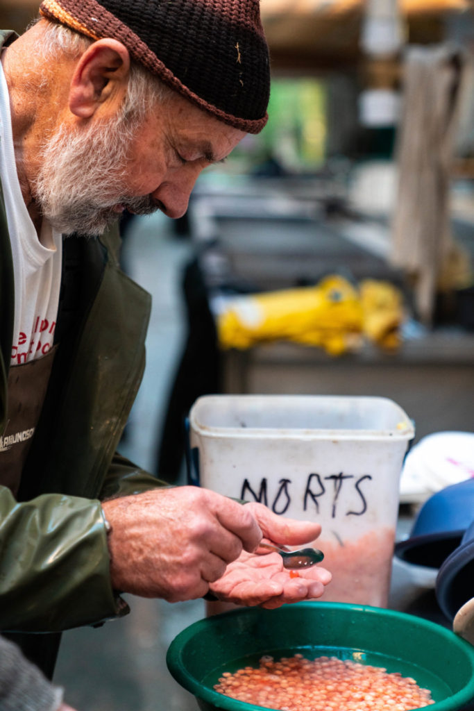 A hatchery volunteer sorts out the dead eggs, the morts, from the live eggs. Photo by Chase White.