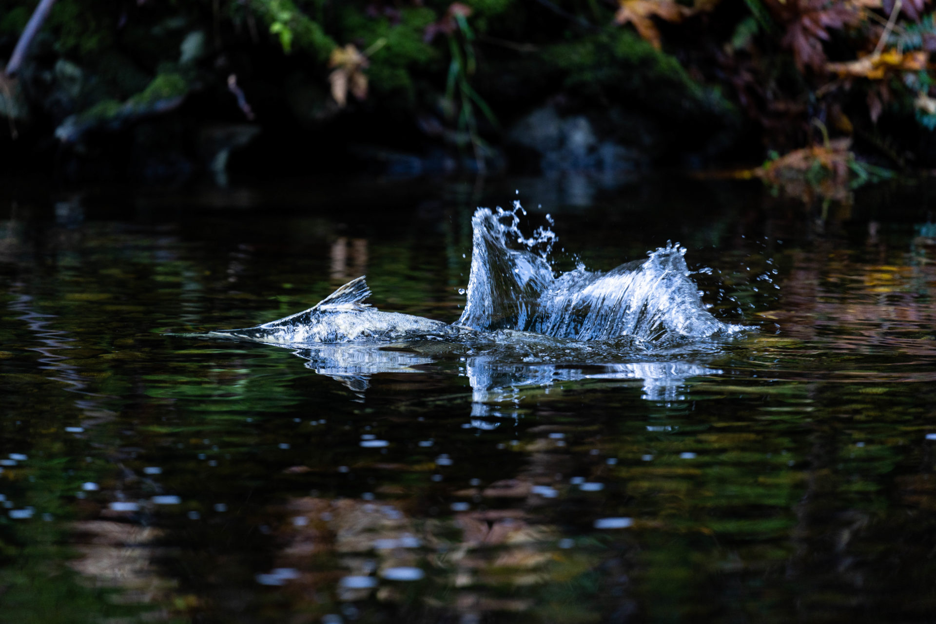 Outside the hatchery, spawners run their course in side channels and provide viewing opportunities for passersby. Photo by Chase White.