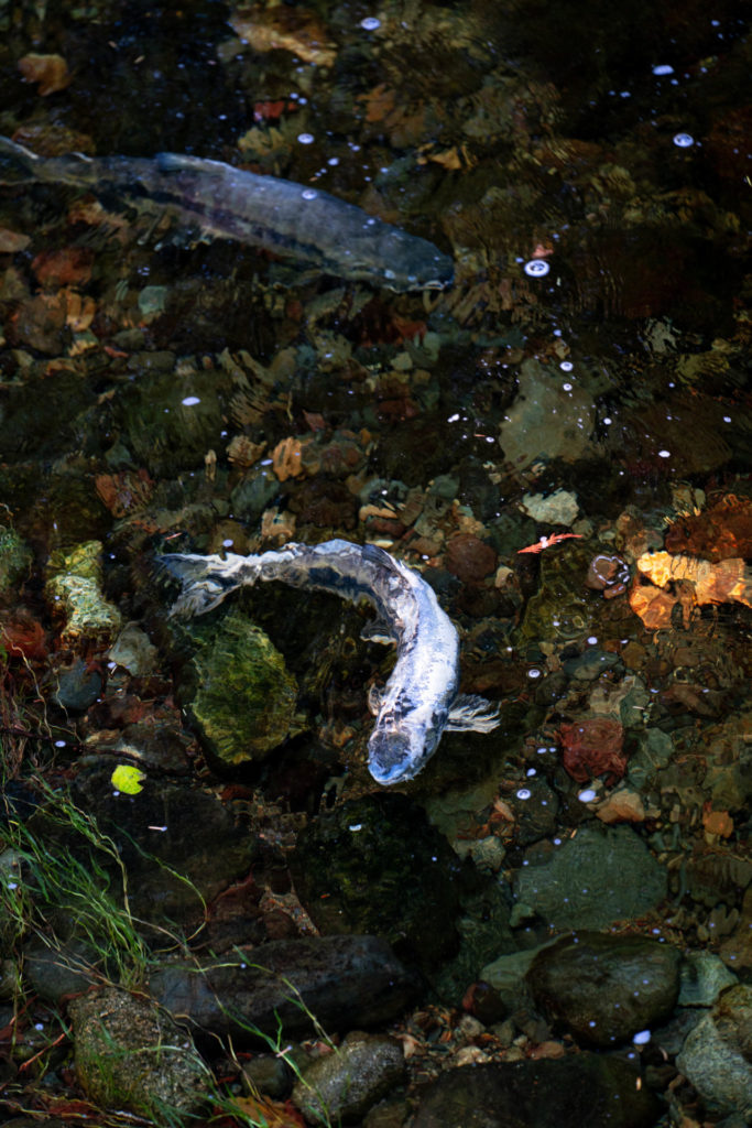 Chum salmon naturally deteriorate after reaching fresh water to spawn in a side channel nearby the hatchery. Photo by Chase White.