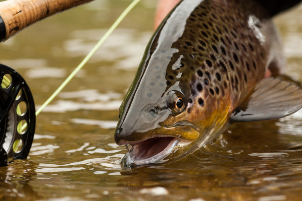 A Beginner's Guide To Fly Fishing Equipment • BC Outdoors Magazine