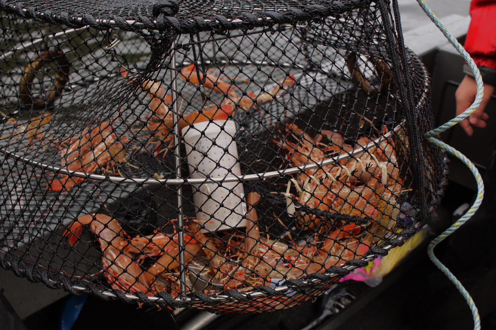 Prawn Rope In Pursuit of Spot Prawns • BC Outdoors Magazine