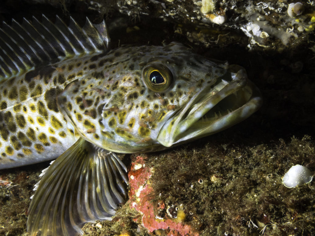 A juvenile lingcod. These fish live a long time and have low reproduction rates, so always fish using best conservation practices. Photo by iStock.