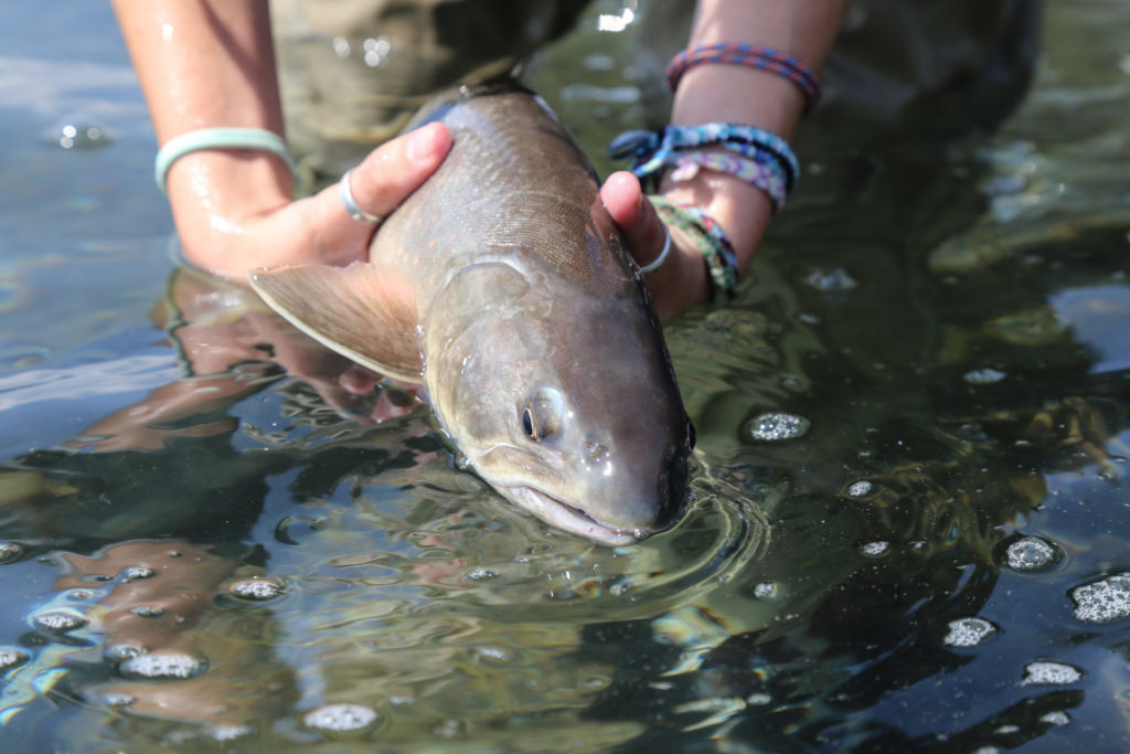 The bull trout: the predator of most river systems that they inhabit and a true eating machine.