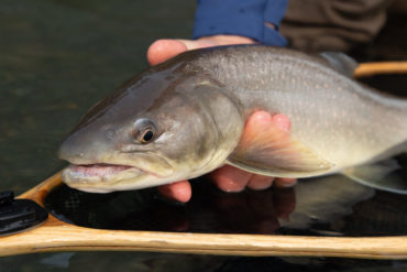 Bull trout.