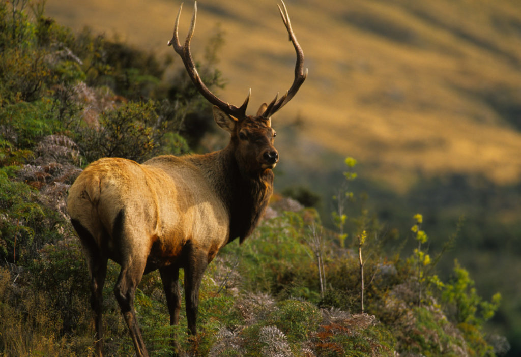 The preferred habitat of Roosevelt elk in BC is limited to west of the Coast Mountains. Photo by iStock.