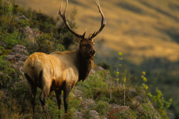 The preferred habitat of Roosevelt elk in BC is limited to west of the Coast Mountains. Photo by iStock.