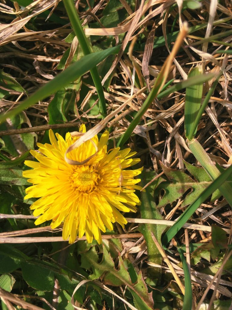 Dandelion Flowers (Taraxacum officinale).  Credit: Raeanne O’Meara.