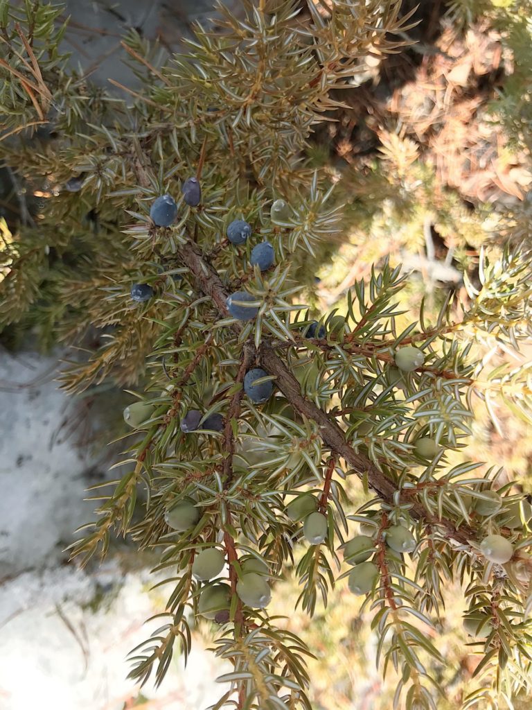 Juniper Berries (Juniperus communis). Credit: Raeanne O’Meara.