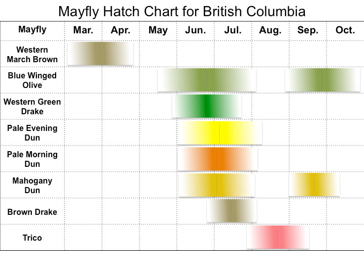 Hatch chart of mayflies in BC.