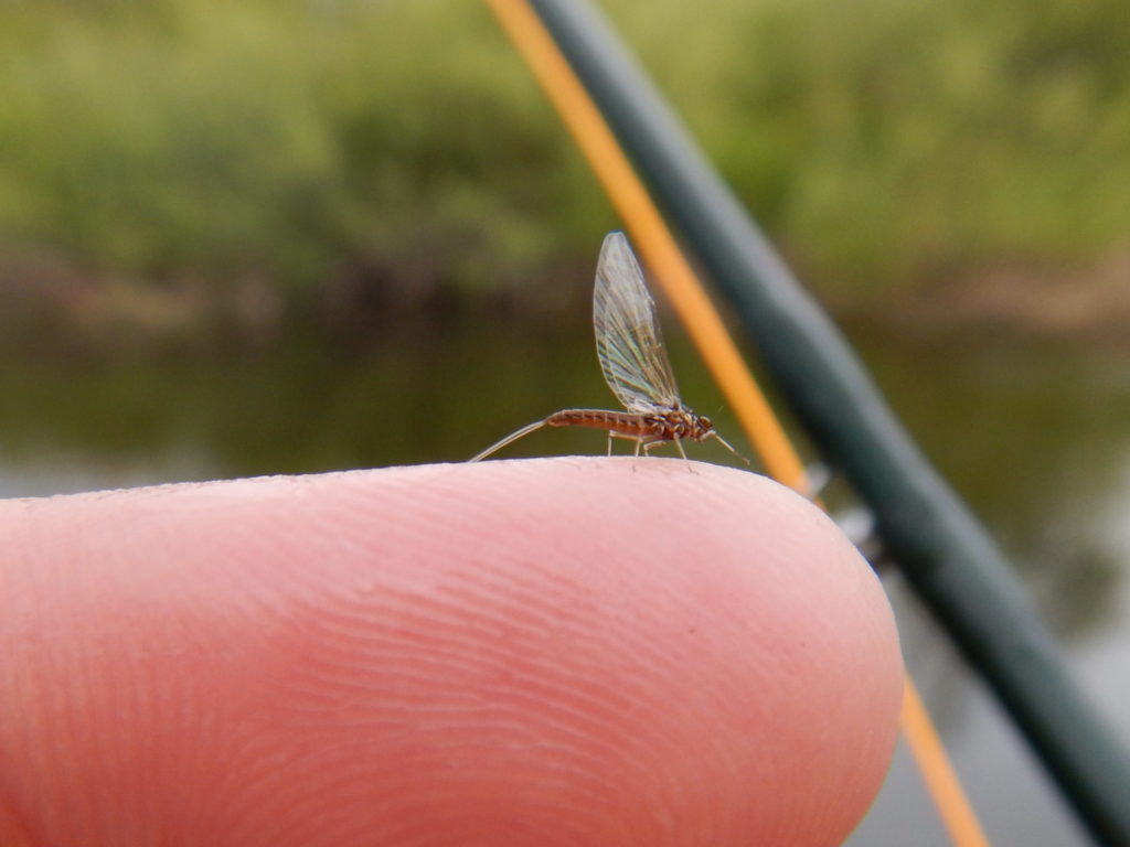 Blue winged olive spinner.