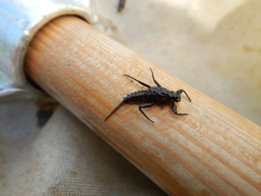 Western green drake nymph.