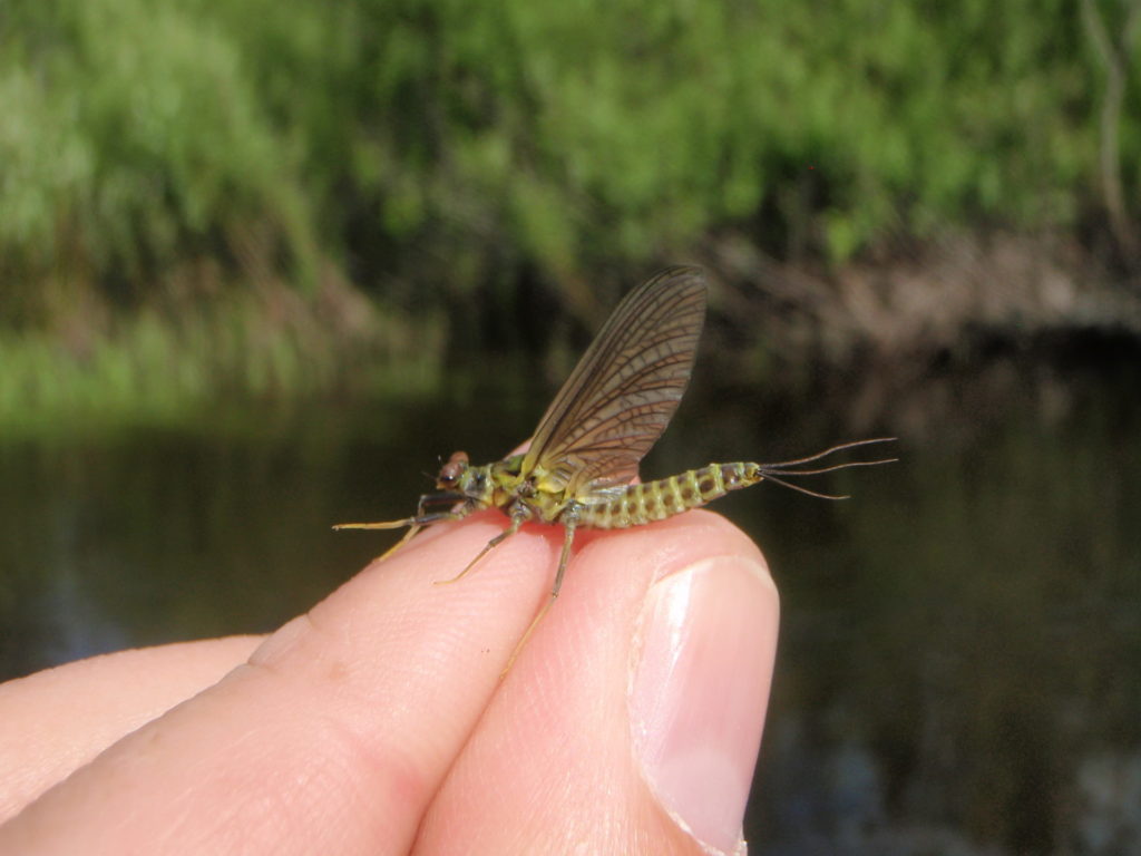 Western green drake dun.