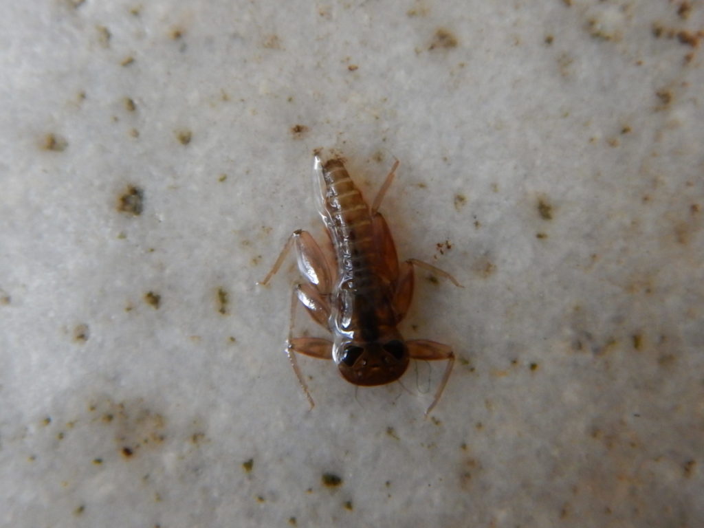 Pale evening dun nymph.