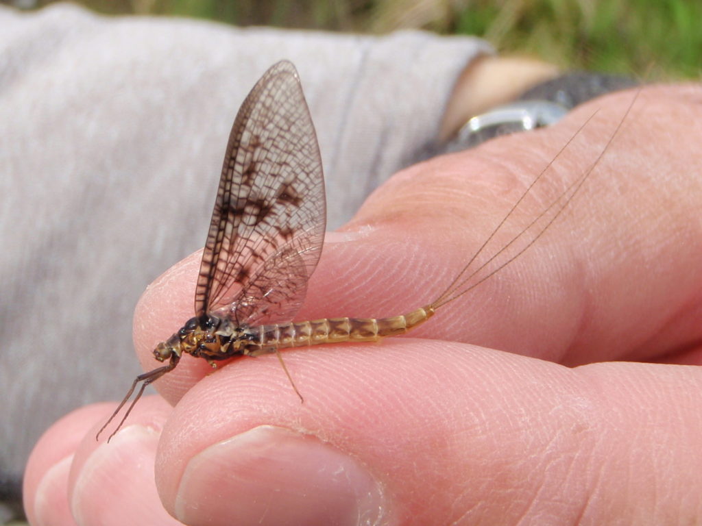 Brown drake spinner.