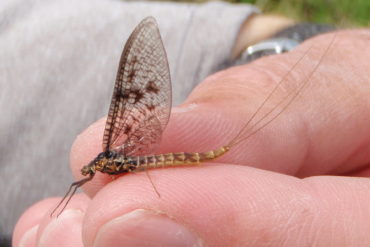 Brown drake spinner.