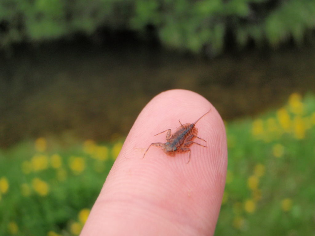 Western March dun nymph.