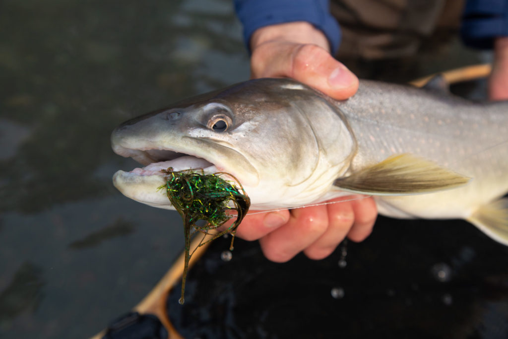 When it comes to fly size, often the fly would become too large and cumbersome to cast before it would be too large for a bull trout to eat.