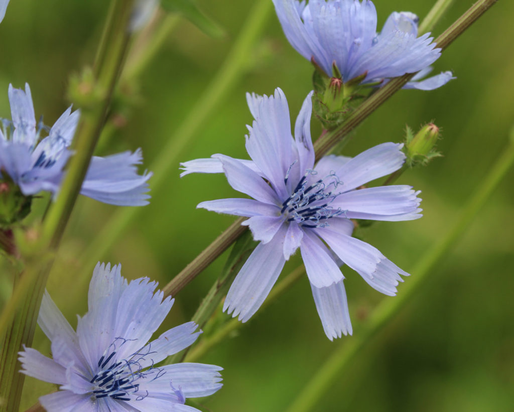 Chicory.