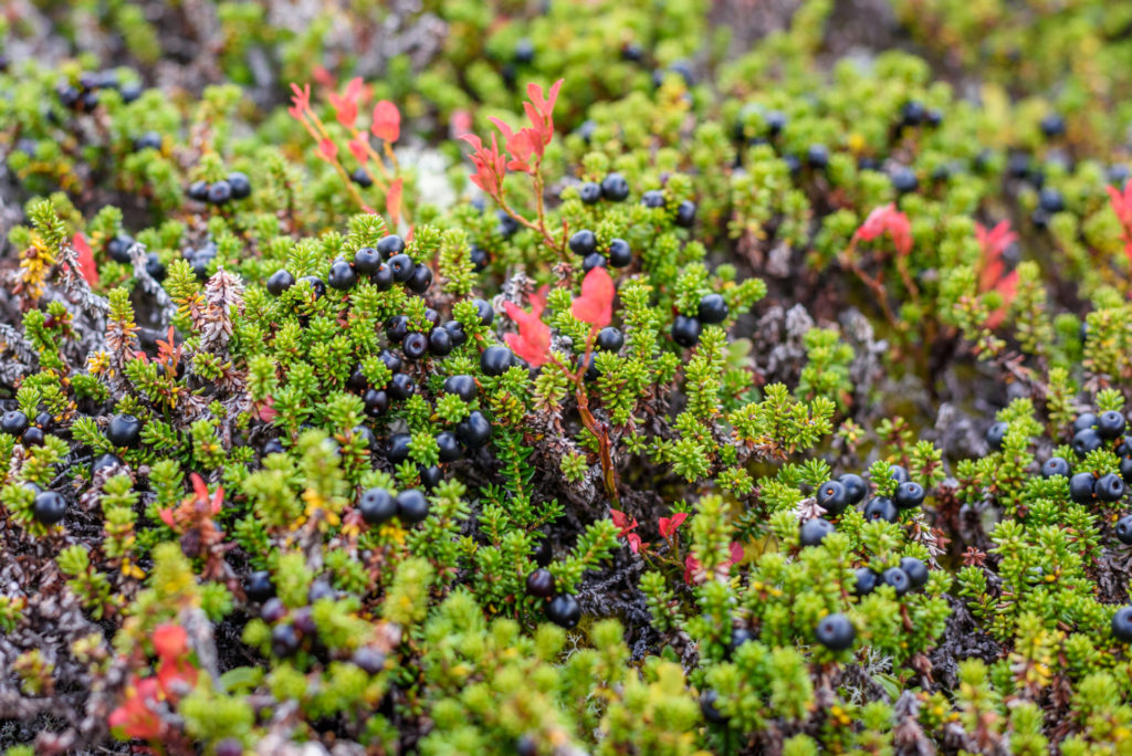 Crowberry.