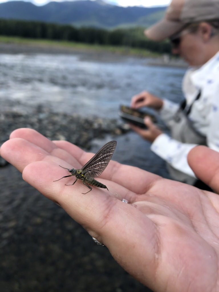 Finding naturals and matching the hatch. Things aren’t always as they seem. An early green drake causing some surface chaos.