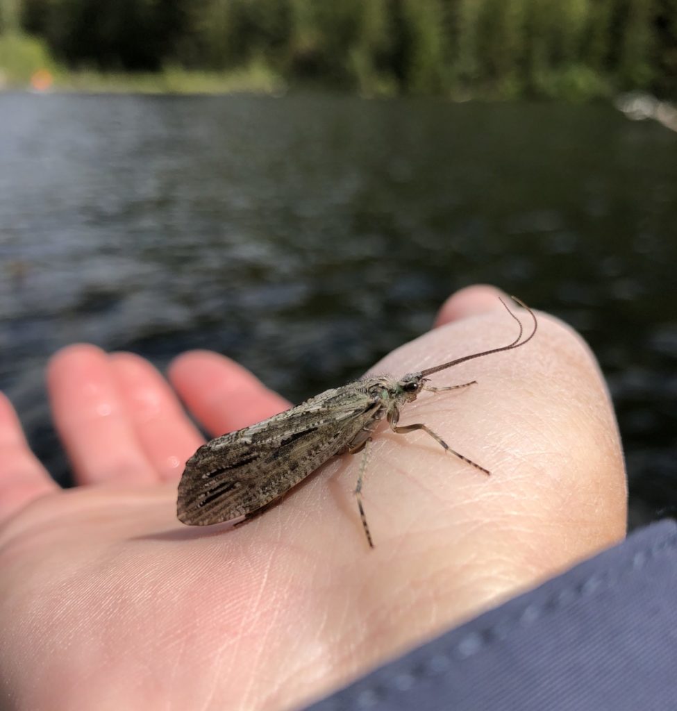 A lake bonus as traveler sedges begin to emerge mid-morning.