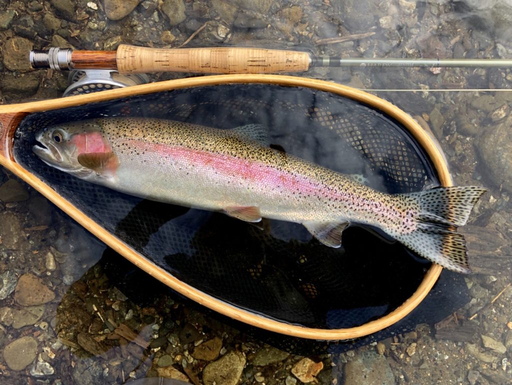 A stunning wild rainbow trout taken on a #12 olive wulff variation.