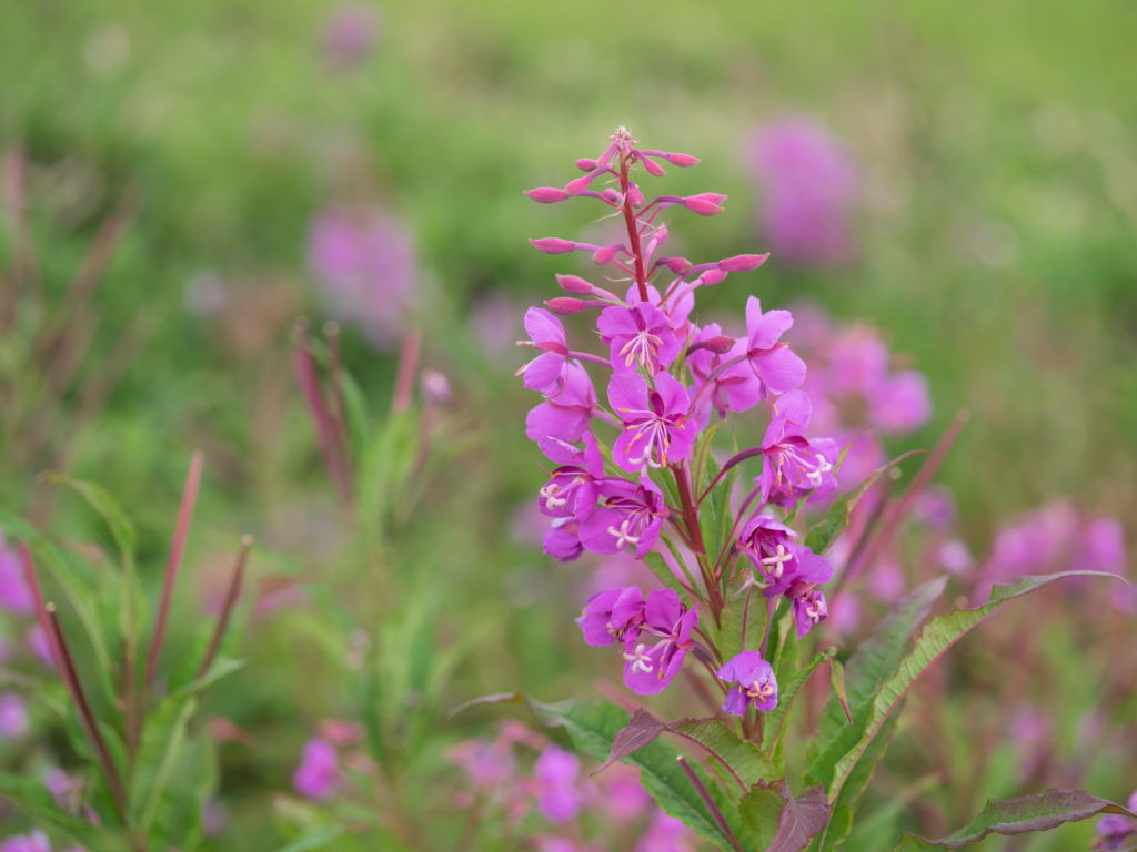 Fireweed.