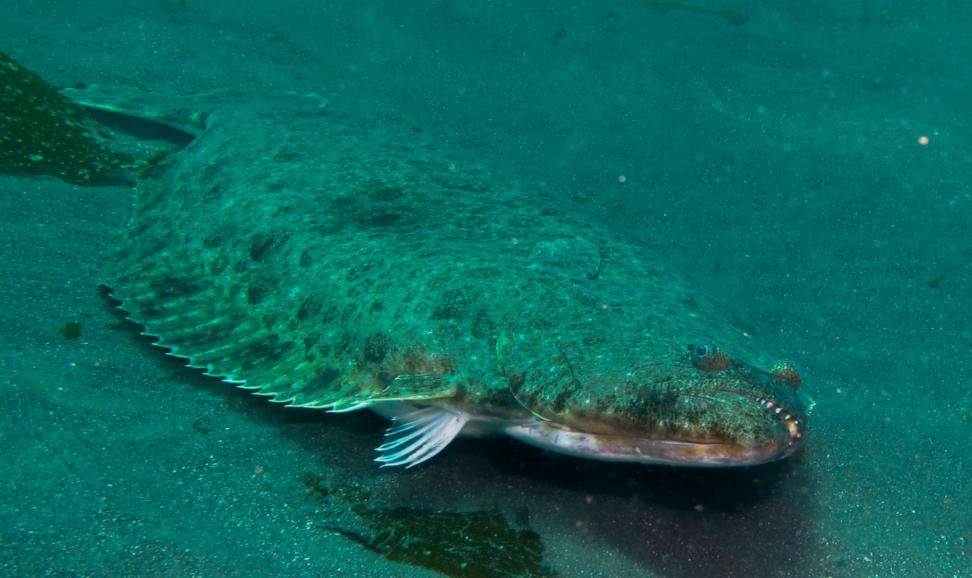 BC’s Giant RightEyed Flounder • BC Outdoors Magazine