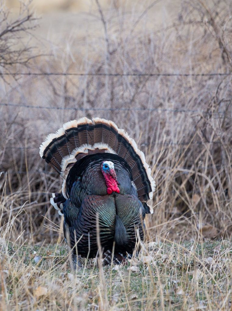 Wild turkey are scattered throughout the lower Kootenays, from the western slopes of the Rockies to as far west as the Okanagan.