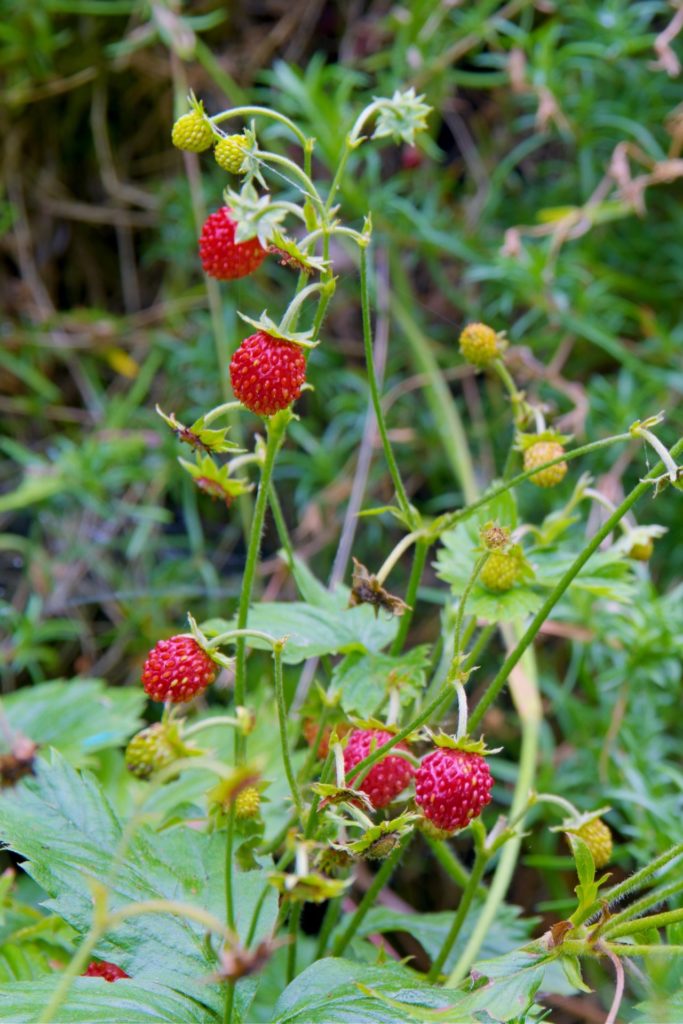 Strawberry.