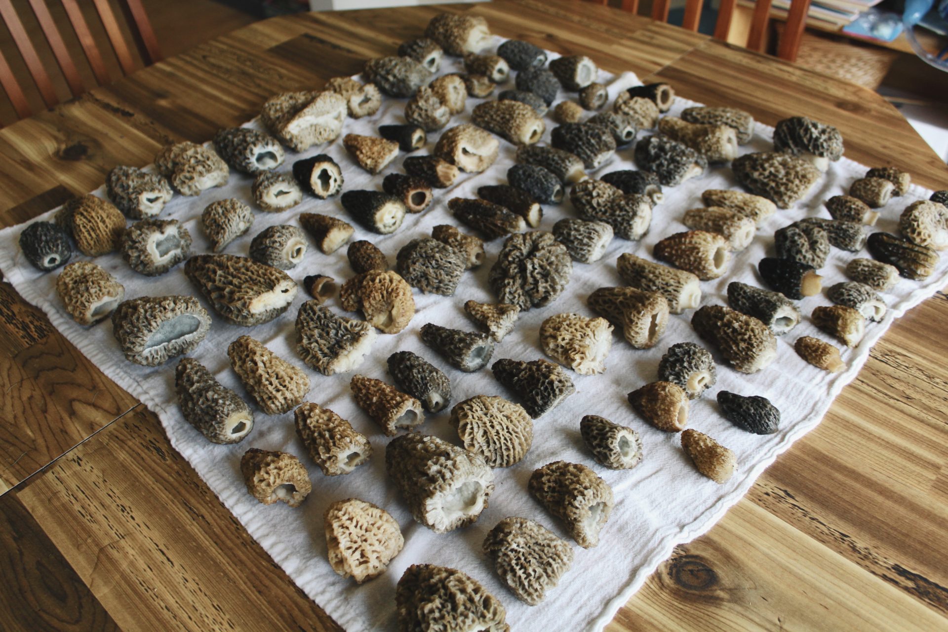 A Quick Guide To Morel Foraging In The Lakes District • BC Outdoors