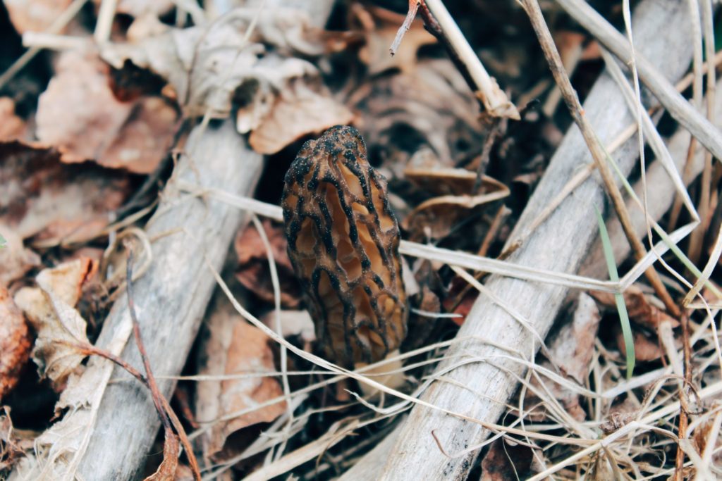 Morel. Credit: Raeanne O’Meara.