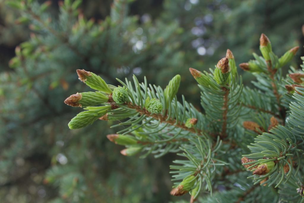 Spruce tips. Credit: Raeanne O’Meara.