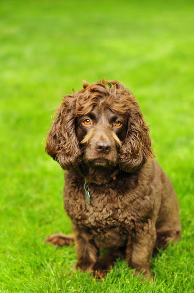 Boykin spaniel.